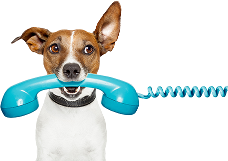 Dog on the phone