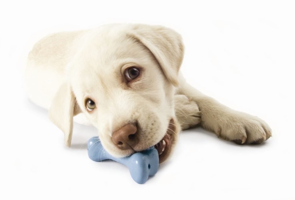 Lab best sale puppy essentials