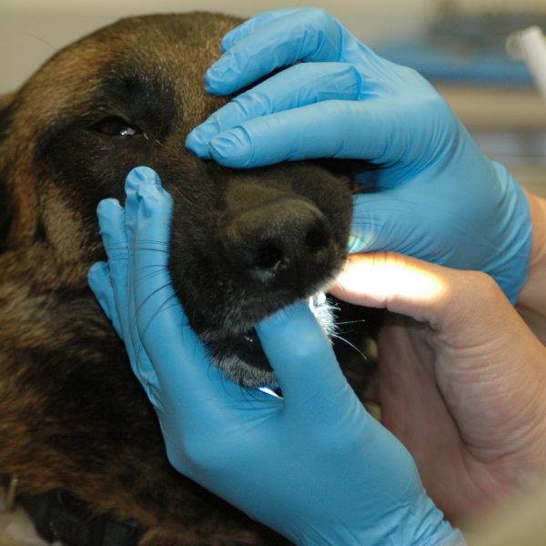 Dog Teeth Cleaning