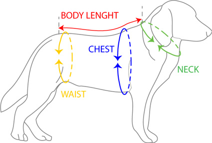 How To Measure Your Dog » Dogfather and Co. | Dog Grooming and Retail in Toronto