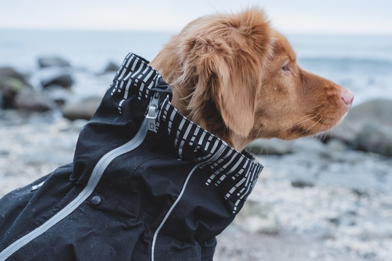Rainwear » Dogfather and Co. | Dog Grooming and Retail in Toronto