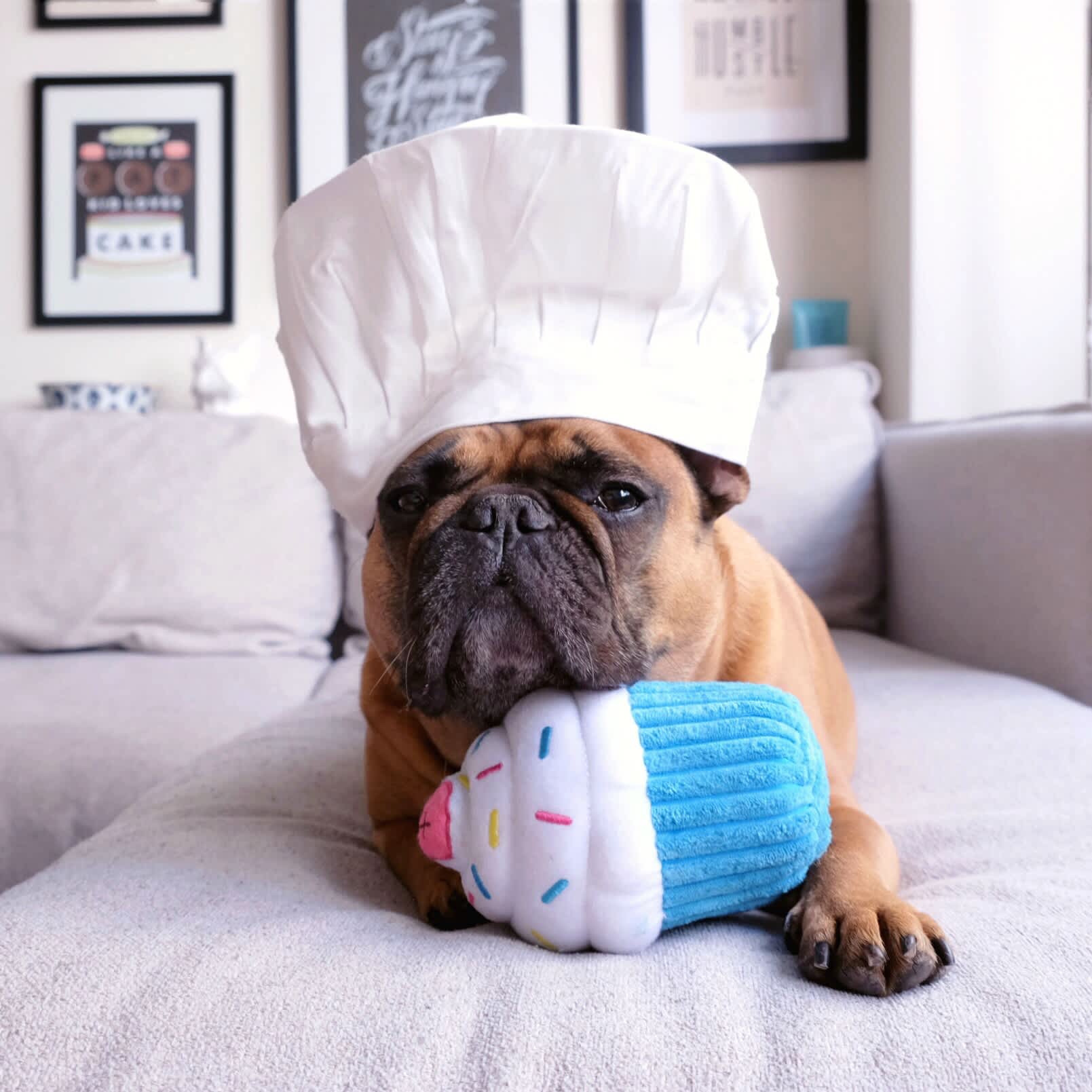 ZippyPaws Cupcake Blue - Image 2