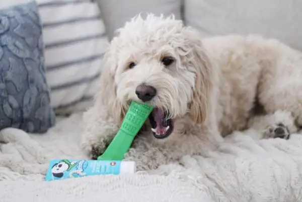 Bristly dog outlet toothbrush