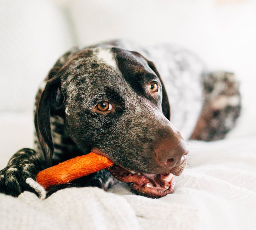 Petstages Chew Dogwood Mesquite Stick BBQ Flavor » Dogfather and Co. | Dog Grooming and Retail