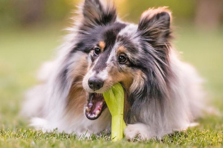 PLAY ZoomieRex FantasTug Green - Image 3