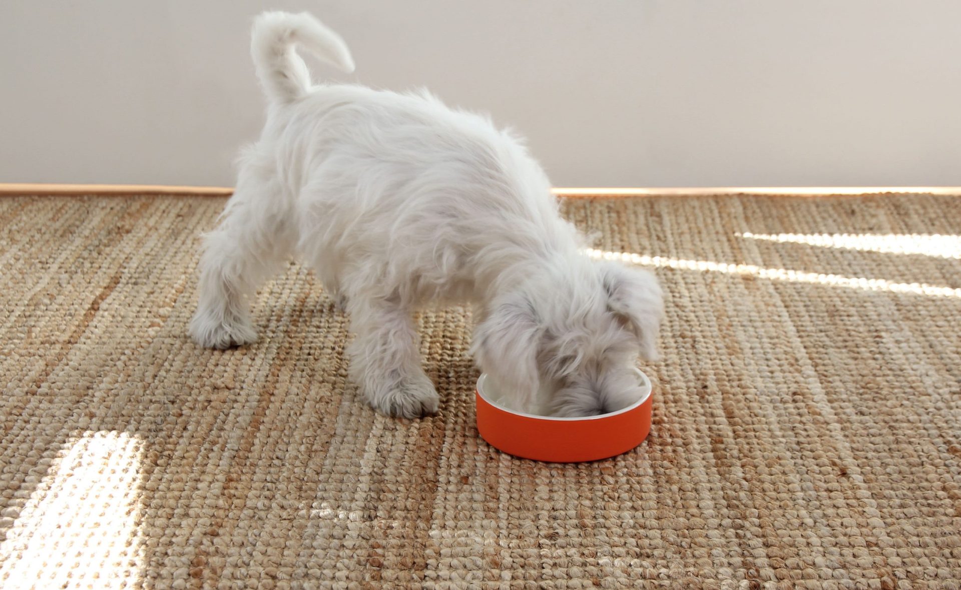 Happy Pet Project Naturally Cooling Slow Feed Bowl Tangerine - Image 2