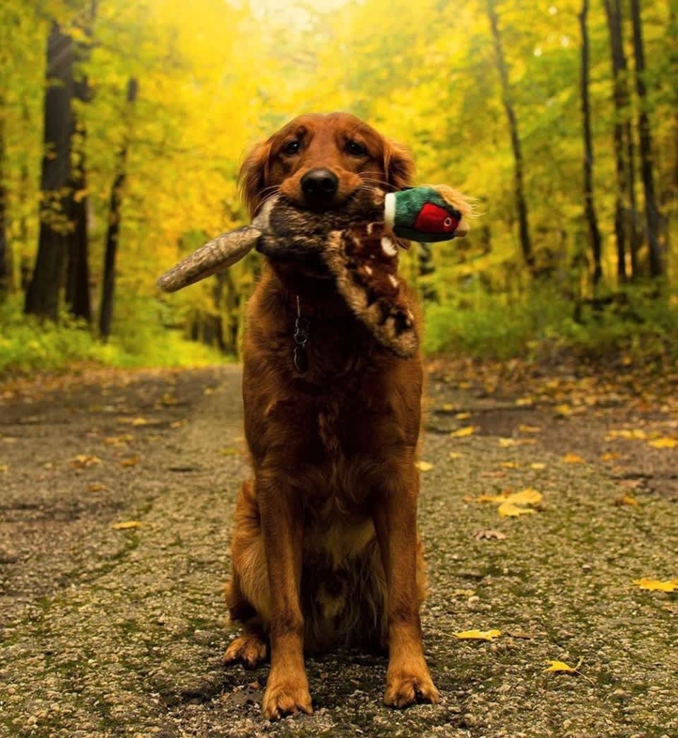 Fluff & Tuff Toy Ike Pheasant - Image 3