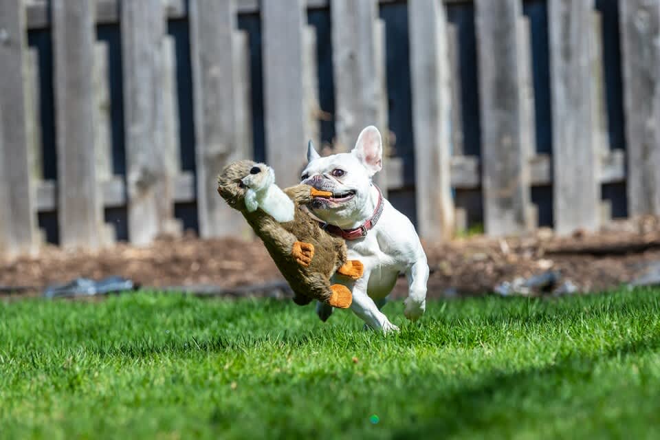 Fluff & Tuff Toy Harry Otter - Image 2