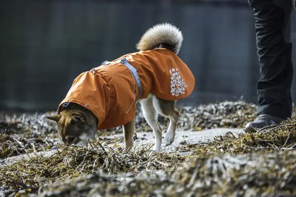 Monsoon shop dog jumper