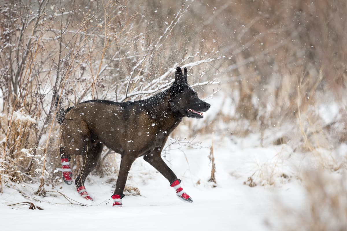 Pawsh Pads - Image 8