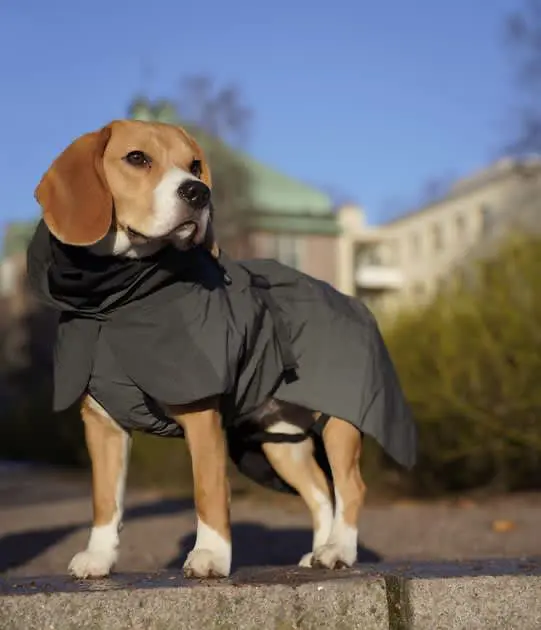 Dog duck clearance raincoat