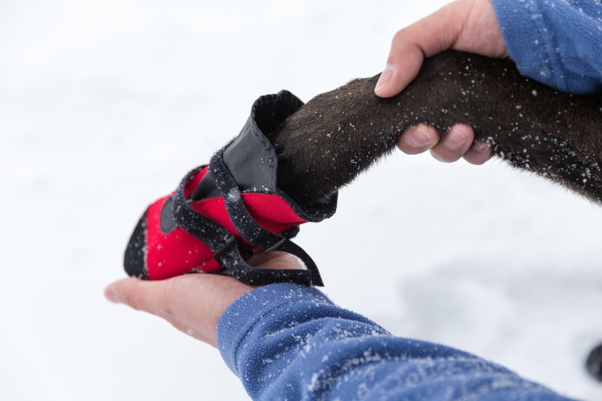 Pawsh Pads - Image 3