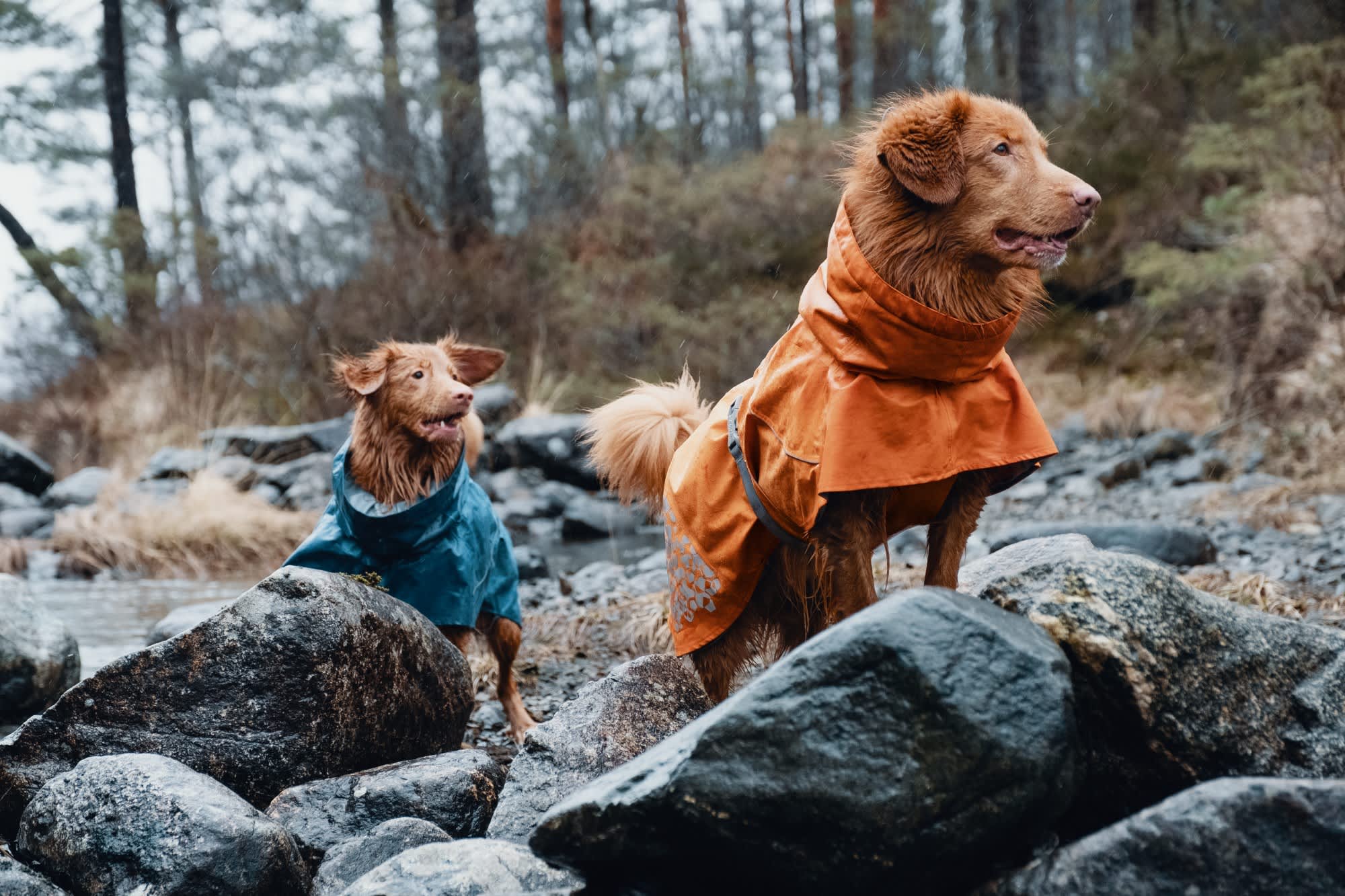 Hurtta Monsoon Coat Buckthorn » Dogfather and Co. Dog Grooming and