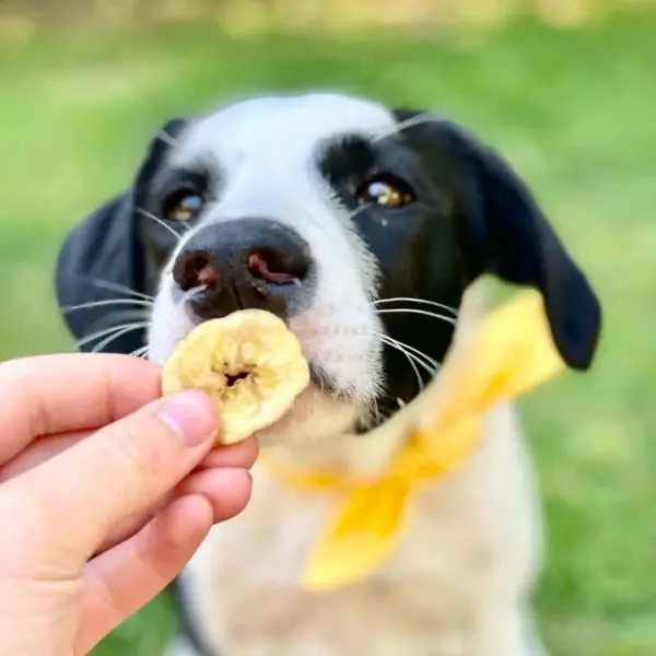 Dehydrated bananas hotsell for dogs