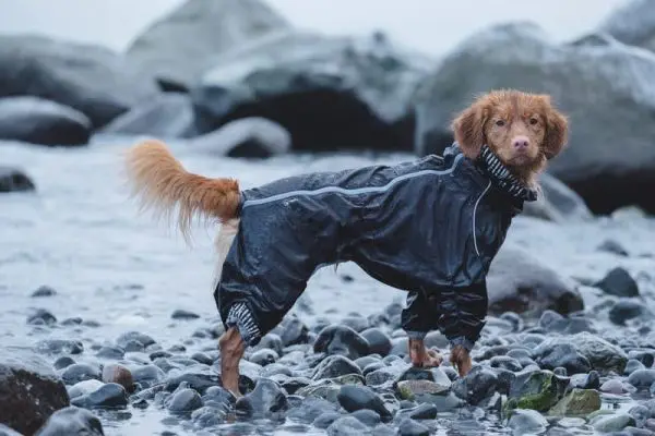 Houndtex shop dog coats