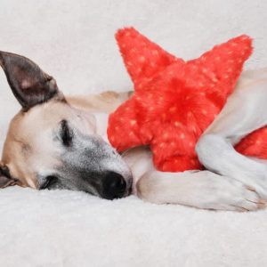 starfish_dog