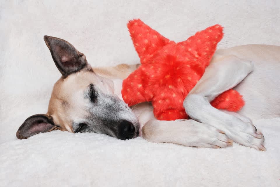 Fluff & Tuff Toy Ziggy Starfish - Image 2