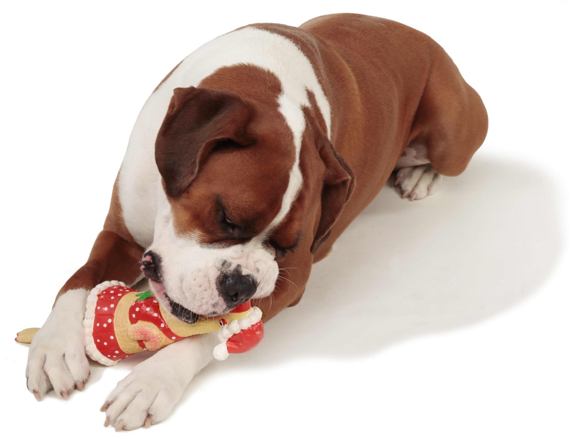 Charming Pet Christmas Squawkers