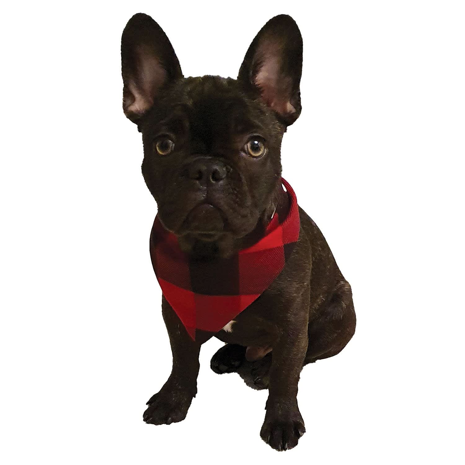 FouFou Dog Heritage Polar Bandana - Image 4