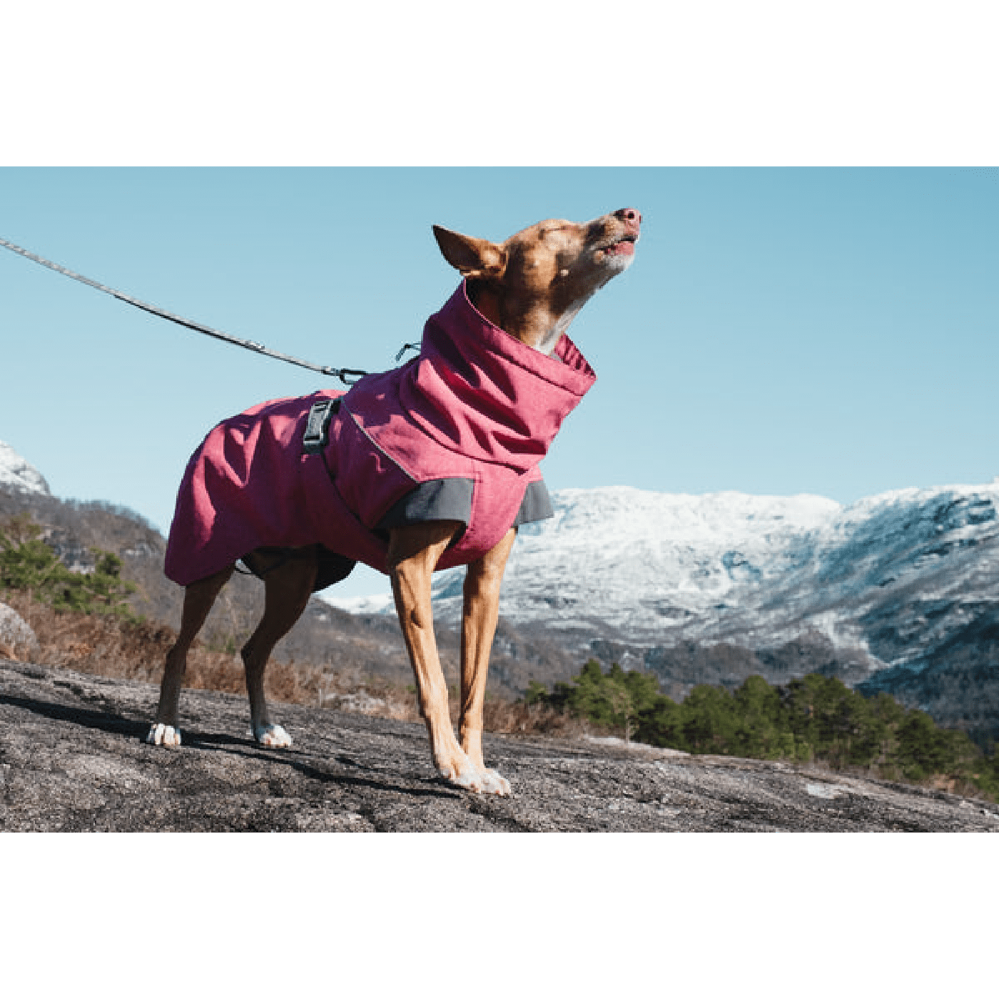 Hurtta Expedition Parka Beetroot » Dogfather and Co. Dog Grooming and