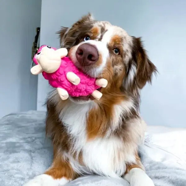 Outward Hound Tootiez Sheep Pink » Dogfather and Co. | Dog