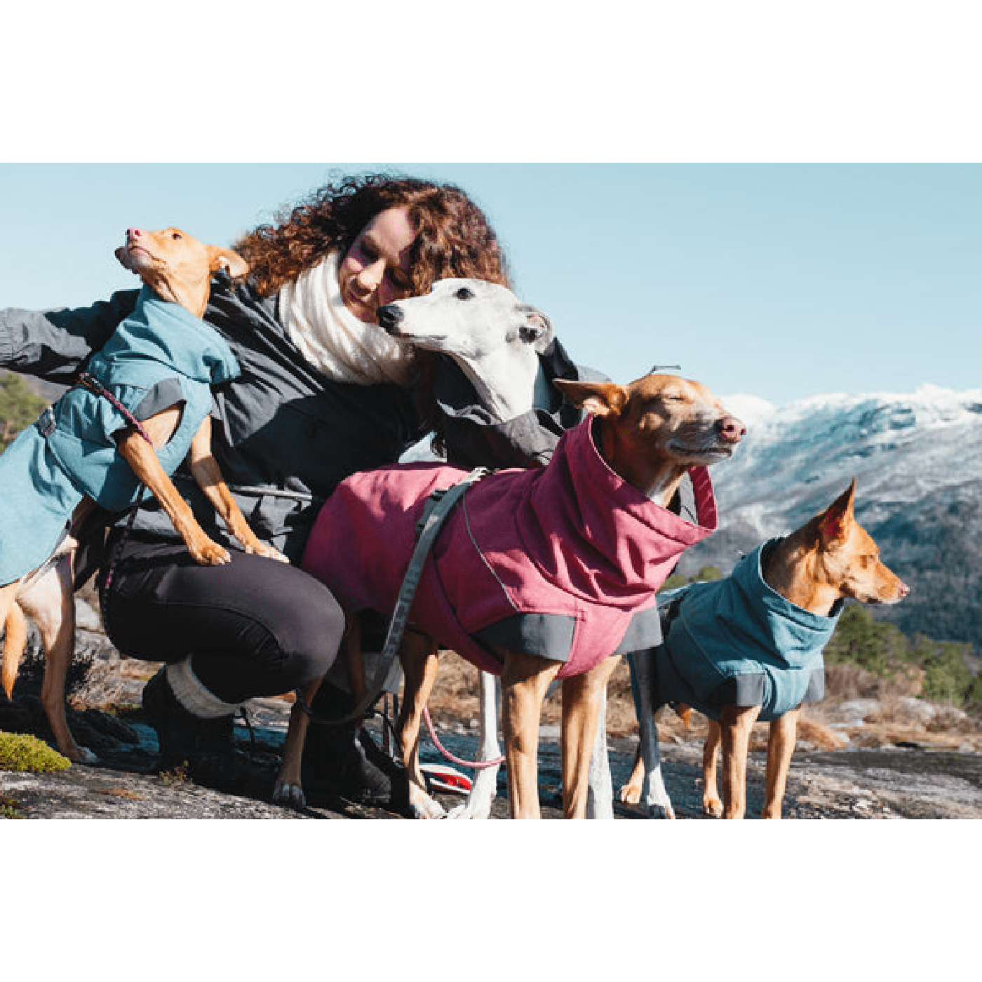 Hurtta Expedition Parka Beetroot » Dogfather and Co. Dog Grooming and