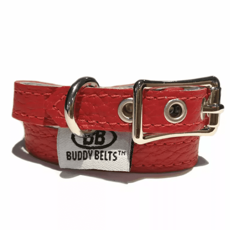 Buddy hot sale belt collar