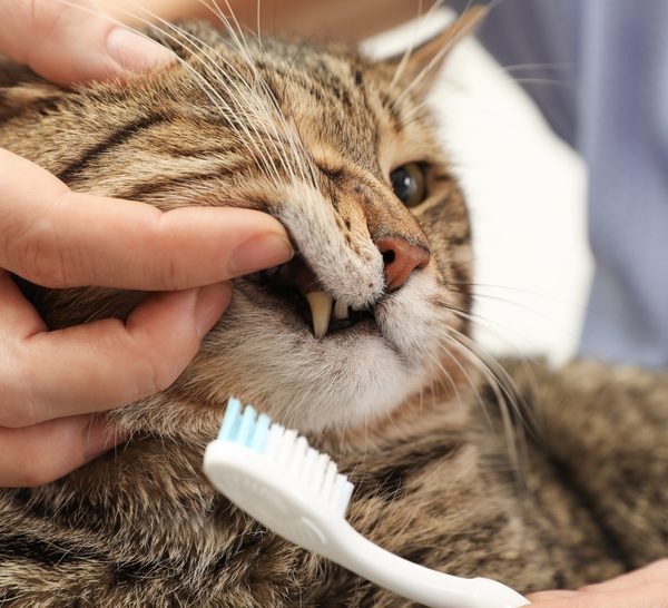 cat teeth cleaning