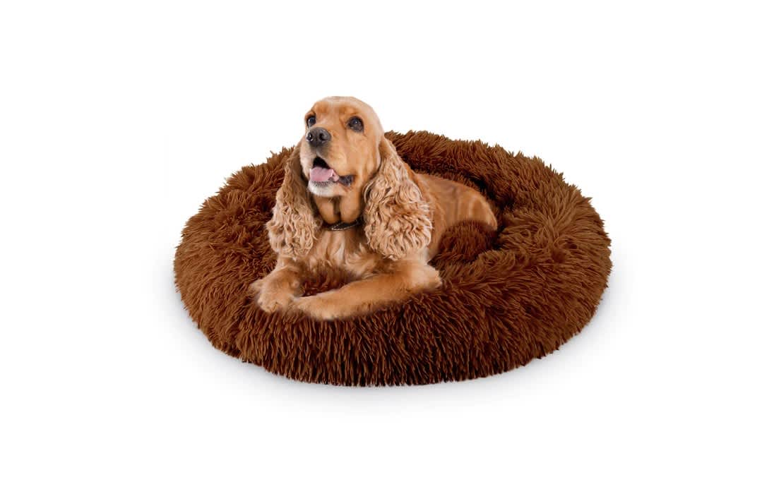 Show & Tail The Powdered Dognut Chocolate » Dogfather and Co. Dog