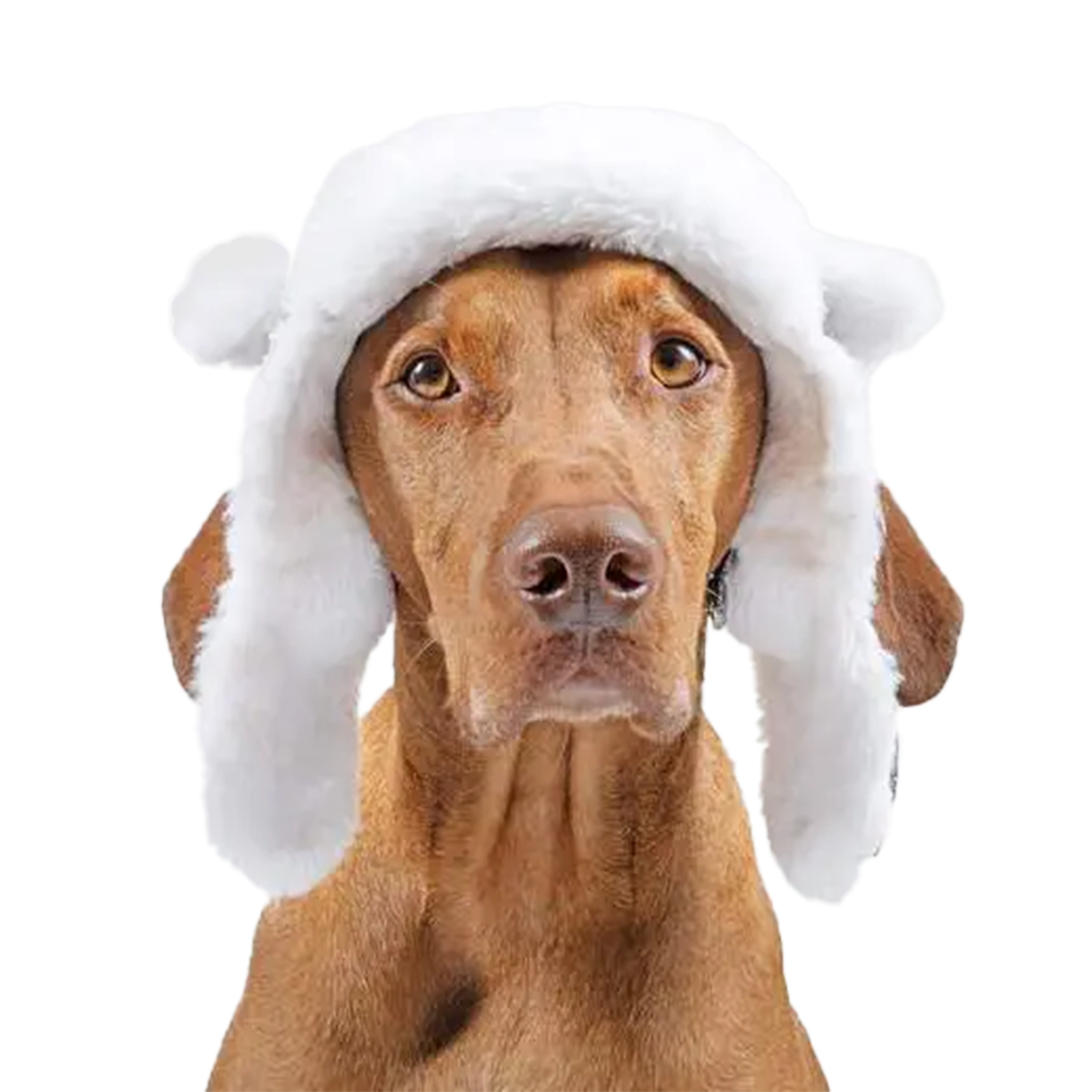 Canada Pooch Arctic Air Hat Grey » Dogfather and Co.