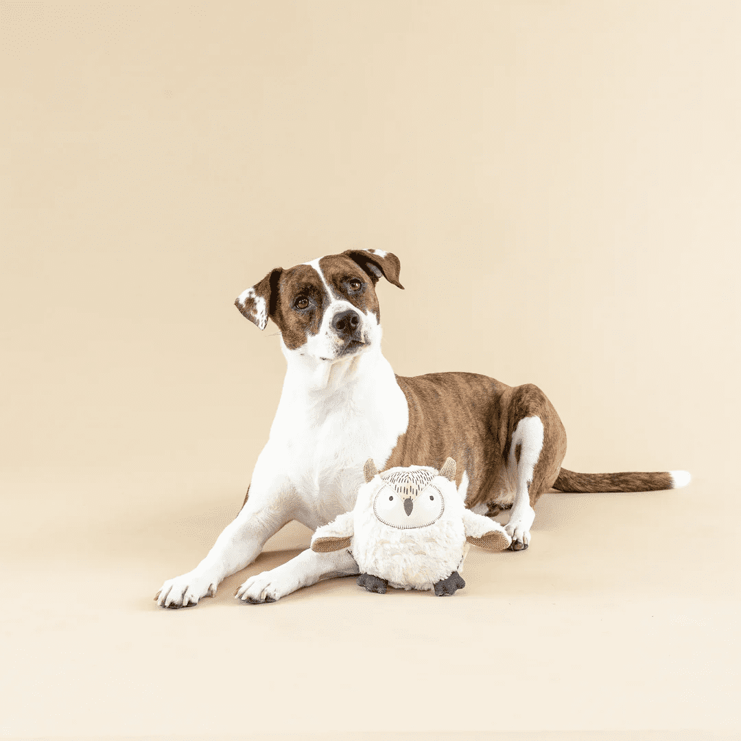 Pet Shop by Fringe Studio Whoooo's There? - Image 3