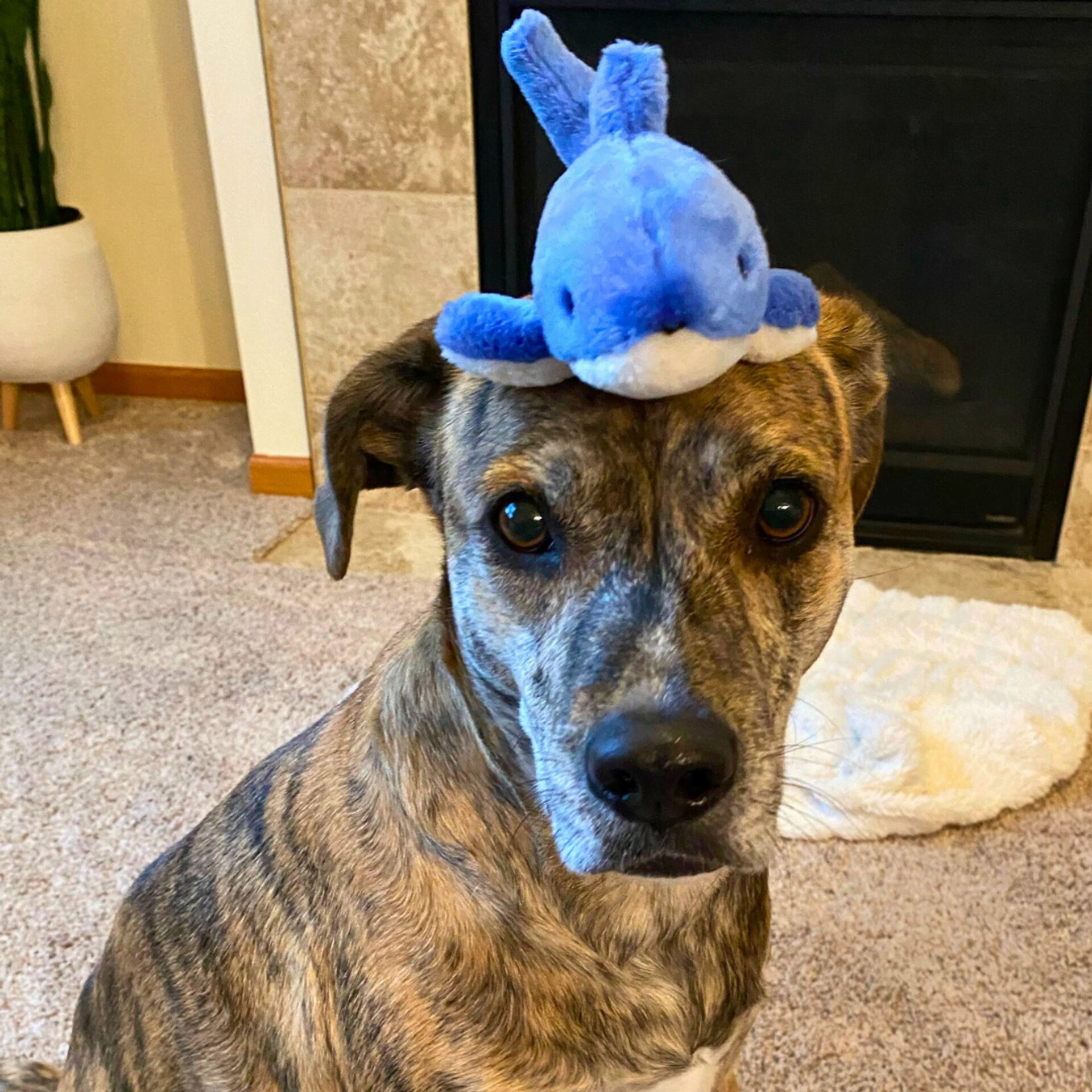 Fluff & Tuff Toy Baby Bruce Shark - Image 5