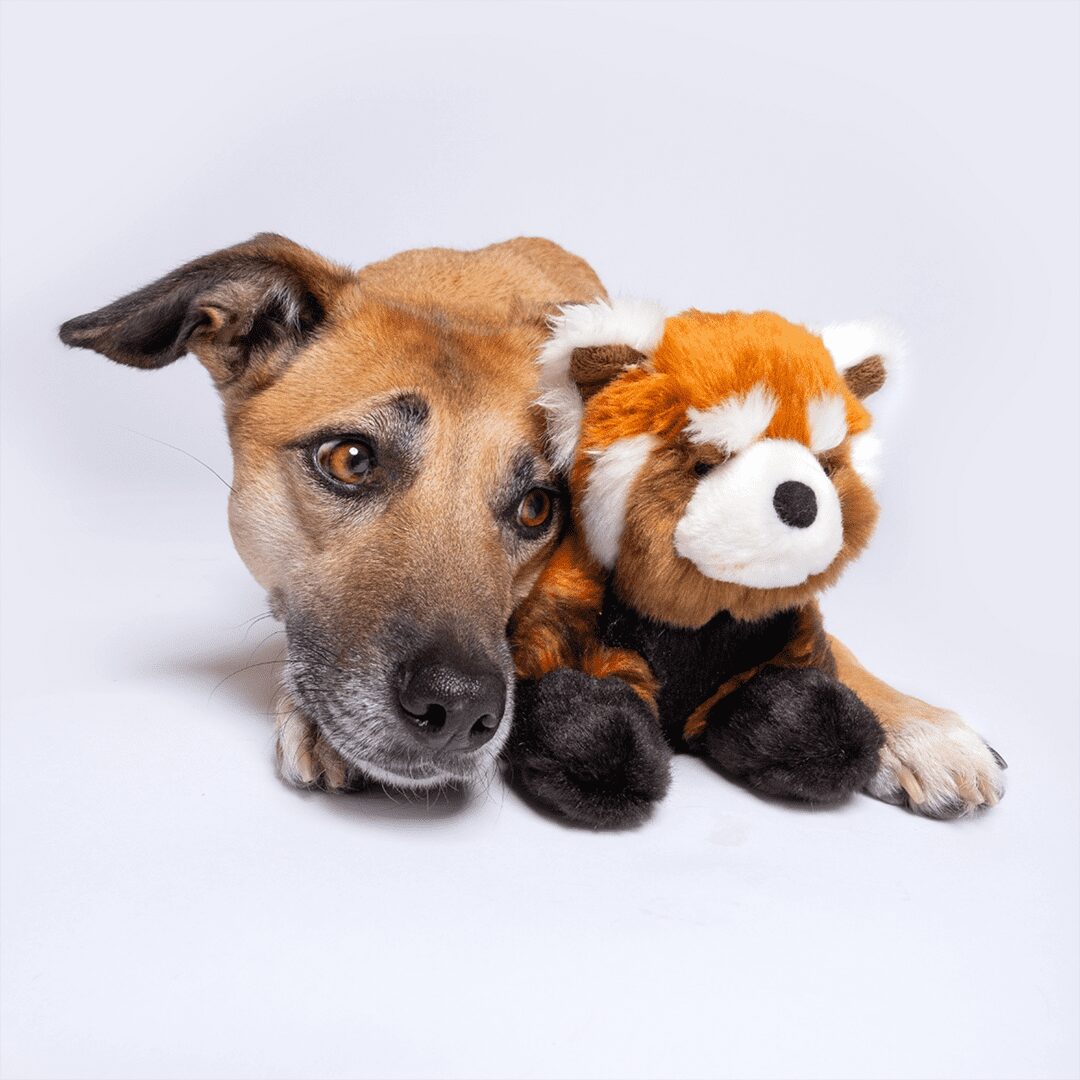 Fluff & Tuff Toy Archie Red Panda - Image 4