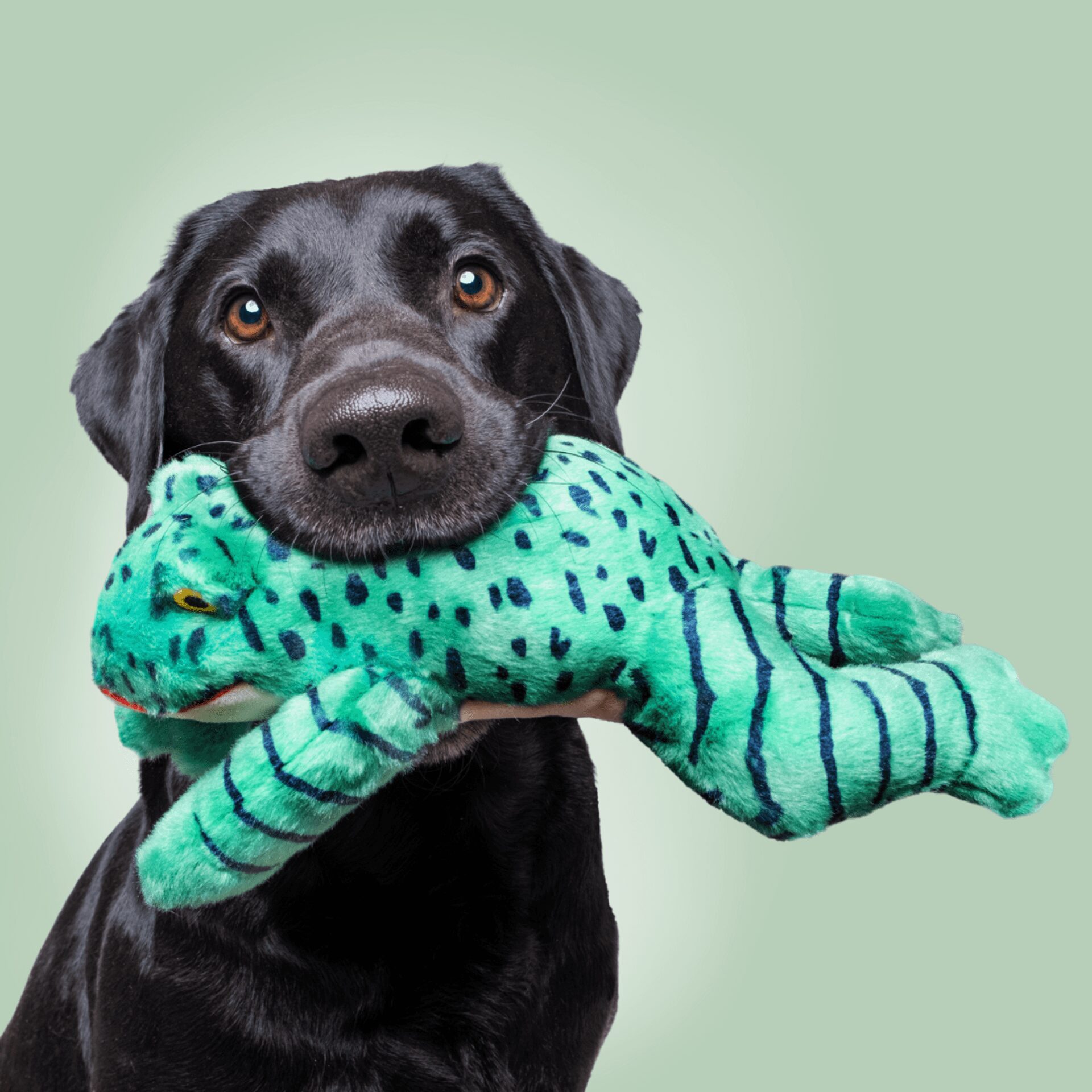 Fluff & Tuff Toy Oliver Frog - Image 3