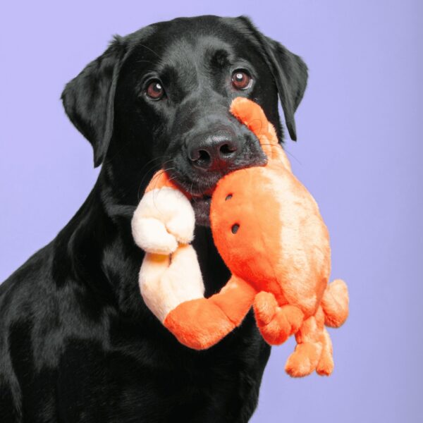 Fluff & Tuff Toy Phyllis Crab - Image 4