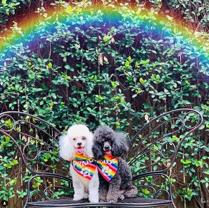 FunDog Pride Dog Bandana - Image 2
