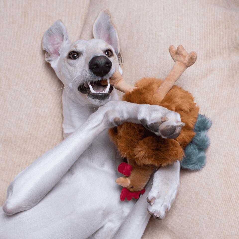 Fluff & Tuff Toy Chandler Chicken Medium - Image 4