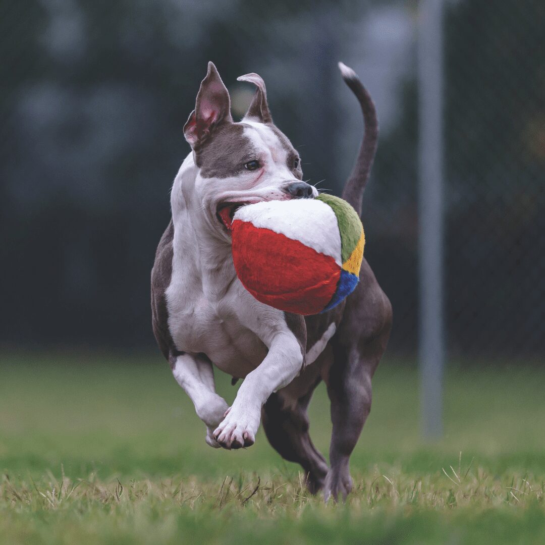 Fluff & Tuff Toy Beach Ball - Image 3