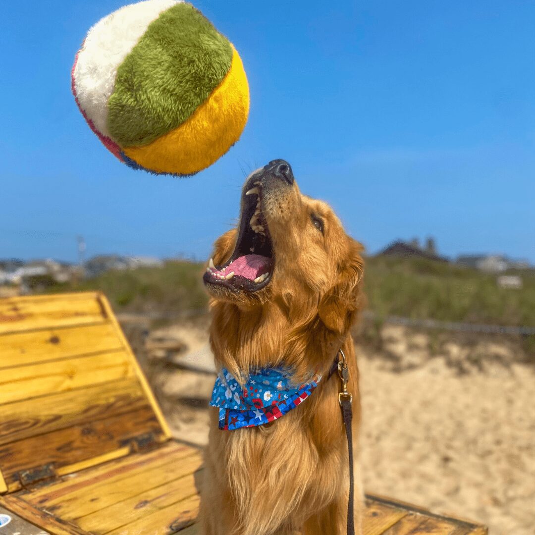 Fluff & Tuff Toy Beach Ball - Image 4