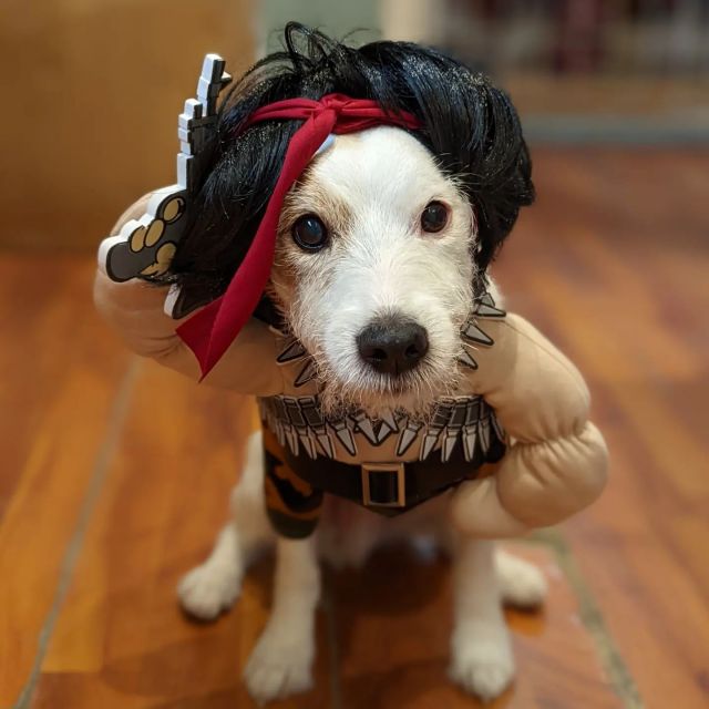 vendors for dog clothes